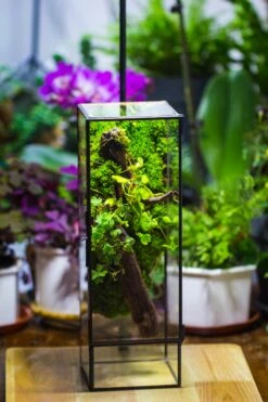 NCYP Close 11.8" Tall Geometric Glass Terrarium With Door, Tin Sealed Pillar, Planter For Moss Wall, Fern, Pitcher Plants, Tropical Plants -Terrarium Plant Hub il fullxfull.4476830621 1nuc