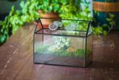 NCYP Handmade Geometric Glass Close Terrarium Box House Shape, Swing Lid Latch For Air Plants Moss Snail Reptile Habitat Vivarium -Terrarium Plant Hub il fullxfull.4503120660 hlf2