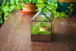 NCYP Handmade Geometric Glass Close Terrarium Box House Shape, Swing Lid Latch For Air Plants Moss Snail Reptile Habitat Vivarium -Terrarium Plant Hub il fullxfull.4550489611 4rtb