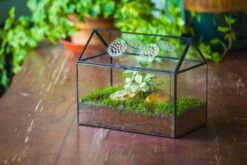 NCYP Handmade Geometric Glass Close Terrarium Box House Shape, Swing Lid Latch For Air Plants Moss Snail Reptile Habitat Vivarium -Terrarium Plant Hub il fullxfull.4550489963 nd1t