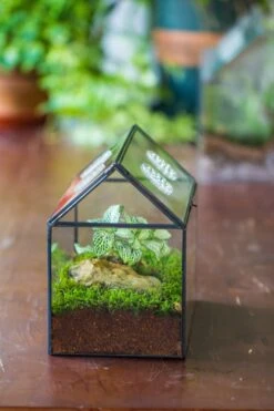 NCYP Handmade Geometric Glass Close Terrarium Box House Shape, Swing Lid Latch For Air Plants Moss Snail Reptile Habitat Vivarium -Terrarium Plant Hub il fullxfull.4550490405 p048