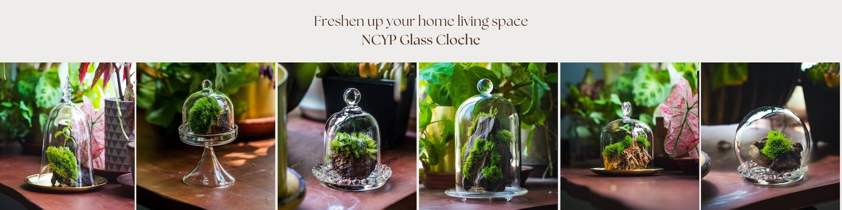 Front Page 36 Front Page -Terrarium Plant Hub