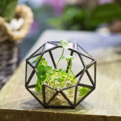 Handmade Mini Eight-surfaces Diamond Glass Geometric Terrarium ForFern Moss Ring Box -Terrarium Plant Hub product image 379729143