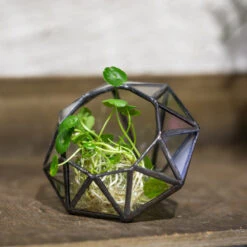 Handmade Mini Eight-surfaces Diamond Glass Geometric Terrarium ForFern Moss Ring Box -Terrarium Plant Hub product image 379729147