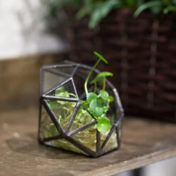 Handmade Mini Eight-surfaces Diamond Glass Geometric Terrarium ForFern Moss Ring Box -Terrarium Plant Hub product image 379729149