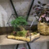 Handmade House Shape Open On The Side Glass Geometric Terrarium For Fern Moss Succulents Airplants -Terrarium Plant Hub product image 384965318