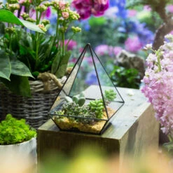 Handmade Modern Glass Geometric Terrarium Polyhedrons For Succulent Cacti Moss -Terrarium Plant Hub product image 392970882