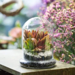 Blown 2 Piece Glass Cloche Dome Cover Terrarium Container With Without Airhole For Venus Flytrap -Terrarium Plant Hub product image 471638621
