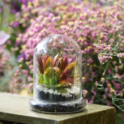 Blown 2 Piece Glass Cloche Dome Cover Terrarium Container With Without Airhole For Venus Flytrap -Terrarium Plant Hub product image 471638633