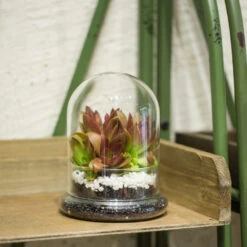 Blown 2 Piece Glass Cloche Dome Cover Terrarium Container With Without Airhole For Venus Flytrap -Terrarium Plant Hub product image 471638634