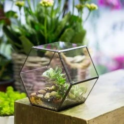 Handmade Thick Geometric Hexagon Glass Terrarium For Succulent Moss Airplants -Terrarium Plant Hub product image 496902028