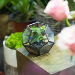 Handmade Mini Black Pentagon Glass Geometric Terrarium For Ring Box Moss -Terrarium Plant Hub product image 499881922