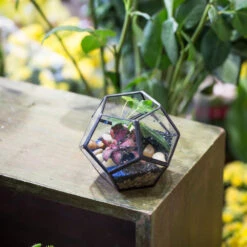 Handmade Mini Black Pentagon Glass Geometric Terrarium For Ring Box Moss -Terrarium Plant Hub product image 499881924