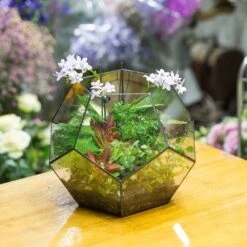 Handmade Extra Large Large Pentagon Glass Geometric Terrarium For Succulents Fern Moss Airplants 28 Handmade Extra Large Large Pentagon Glass Geometric Terrarium For Succulents Fern Moss Airplants -Terrarium Plant Hub product image 534652727
