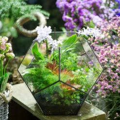 Handmade Extra Large Large Pentagon Glass Geometric Terrarium For Succulents Fern Moss Airplants 20 Handmade Extra Large Large Pentagon Glass Geometric Terrarium For Succulents Fern Moss Airplants -Terrarium Plant Hub product image 534652728