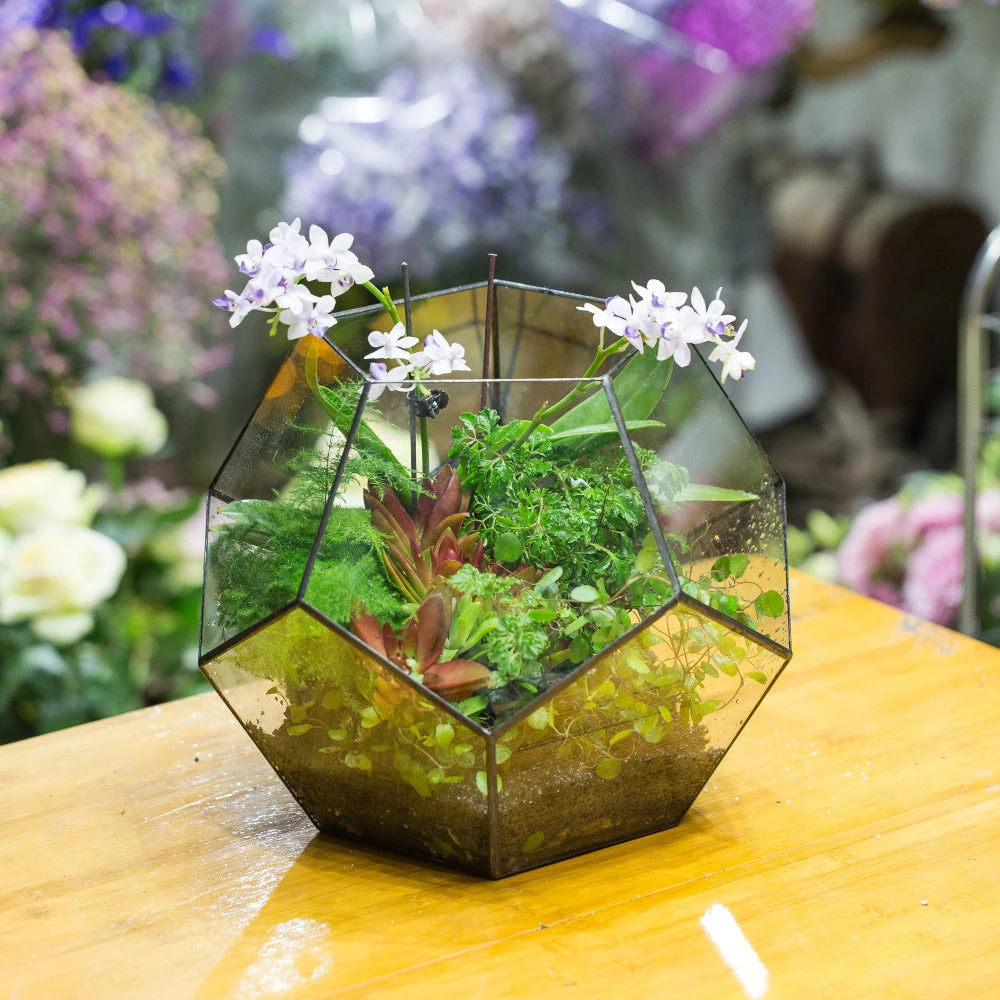 Handmade Extra Large Large Pentagon Glass Geometric Terrarium For Succulents Fern Moss Airplants 6 Handmade Extra Large Large Pentagon Glass Geometric Terrarium For Succulents Fern Moss Airplants - Image 4