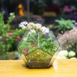 Handmade Extra Large Large Pentagon Glass Geometric Terrarium For Succulents Fern Moss Airplants 23 Handmade Extra Large Large Pentagon Glass Geometric Terrarium For Succulents Fern Moss Airplants -Terrarium Plant Hub product image 534652742