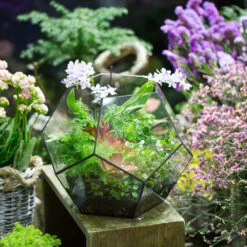 Handmade Extra Large Large Pentagon Glass Geometric Terrarium For Succulents Fern Moss Airplants 25 Handmade Extra Large Large Pentagon Glass Geometric Terrarium For Succulents Fern Moss Airplants -Terrarium Plant Hub product image 534652743