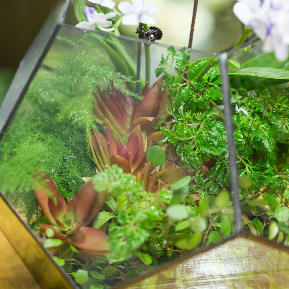 Handmade Extra Large Large Pentagon Glass Geometric Terrarium For Succulents Fern Moss Airplants 9 Handmade Extra Large Large Pentagon Glass Geometric Terrarium For Succulents Fern Moss Airplants - Image 7