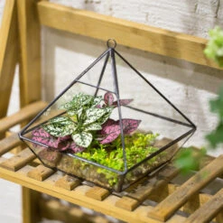 Handmade Hanging Glass Geometric Plant Container Terrariumfor Succulent Planter Fern Moss -Terrarium Plant Hub product image 550613369