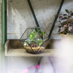 Handmade Glass Geometric Flower Terrarium Pot For Succulents Moss Fern Micro Landscape 23 Handmade Glass Geometric Flower Terrarium Pot For Succulents Moss Fern Micro Landscape -Terrarium Plant Hub product image 568044672
