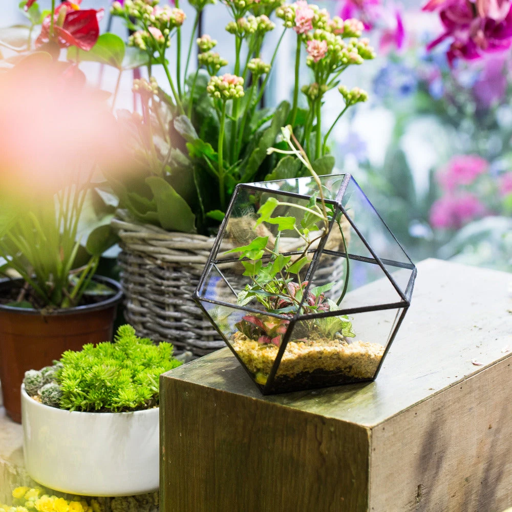 Handmade Glass Geometric Flower Terrarium Pot For Succulents Moss Fern Micro Landscape 14 Handmade Glass Geometric Flower Terrarium Pot For Succulents Moss Fern Micro Landscape - Image 12