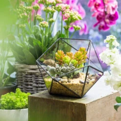Handmade Bowl Shape Geometric Glass Terrarium For Garden Plants Succulents Moss Airplants -Terrarium Plant Hub product image 575616797