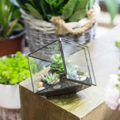 Handmade 10cm / 15cm Inclined Cube Glass Black Geometric Terrarium With Door For Succulent Moss -Terrarium Plant Hub product image 575619543