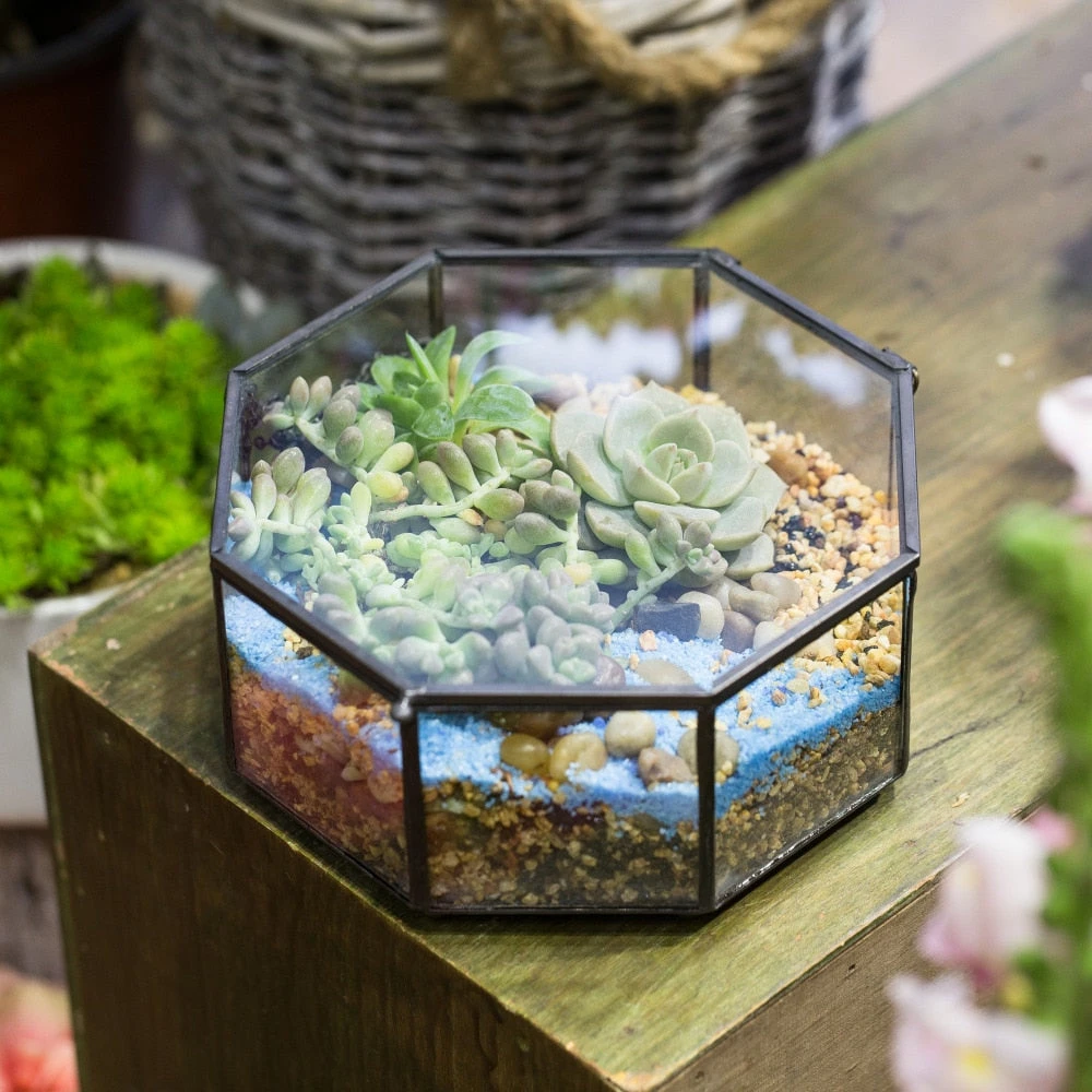 Handmade Regular Octagon Glass Geometric Terrarium For Succulent Decoration 6 Handmade Regular Octagon Glass Geometric Terrarium For Succulent Decoration - Image 4