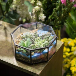 Handmade Regular Octagon Glass Geometric Terrarium For Succulent Decoration 15 Handmade Regular Octagon Glass Geometric Terrarium For Succulent Decoration -Terrarium Plant Hub product image 606070219