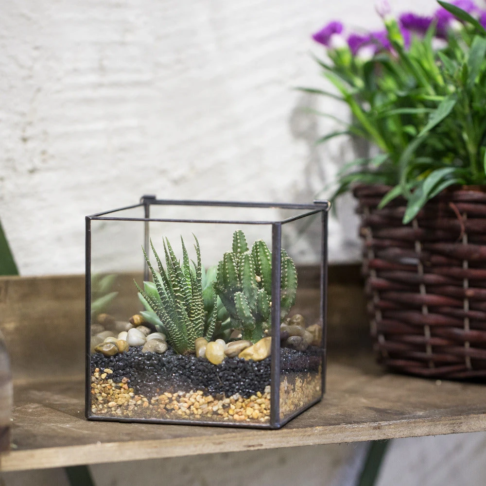 Handmade Small Square Glass Terrarium Box For Succulents Moss Jewelry Succulents 6 Handmade Small Square Glass Terrarium Box For Succulents Moss Jewelry Succulents - Image 4
