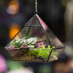 Handmade Black Vertebral Hanging Geometric Glass Terrarium For Succulent Fern Moss 27 Handmade Black Vertebral Hanging Geometric Glass Terrarium For Succulent Fern Moss -Terrarium Plant Hub product image 679267977