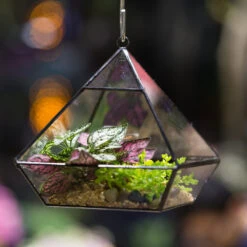 Handmade Black Vertebral Hanging Geometric Glass Terrarium For Succulent Fern Moss 19 Handmade Black Vertebral Hanging Geometric Glass Terrarium For Succulent Fern Moss -Terrarium Plant Hub product image 715714504
