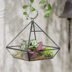 Handmade Black Vertebral Hanging Geometric Glass Terrarium For Succulent Fern Moss 28 Handmade Black Vertebral Hanging Geometric Glass Terrarium For Succulent Fern Moss -Terrarium Plant Hub product image 715714505