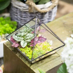 Handmade Black Vertebral Hanging Geometric Glass Terrarium For Succulent Fern Moss 23 Handmade Black Vertebral Hanging Geometric Glass Terrarium For Succulent Fern Moss -Terrarium Plant Hub product image 715714508