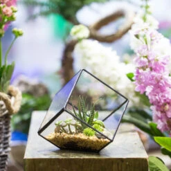 Handmade 10cm Inclined Cube Vase Glass Geometric Terrarium Tabletop Flowerpot For Garden Succulents 15 Handmade 10cm Inclined Cube Vase Glass Geometric Terrarium Tabletop Flowerpot For Garden Succulents -Terrarium Plant Hub product image 739086380