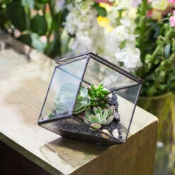 Handmade 10cm / 15cm Inclined Cube Glass Black Geometric Terrarium With Door For Succulent Moss -Terrarium Plant Hub product image 825328347