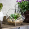 Handmade Tabletop Polyhedron Glass Geometric Terrarium For Succulent Fern Moss Air Plant -Terrarium Plant Hub product image 993337423