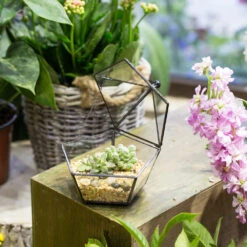 Handmade Small Modern Clear Jewelry BoxGlass Geometric Terrarium For Wedding Planters Succulents -Terrarium Plant Hub product image 997437595